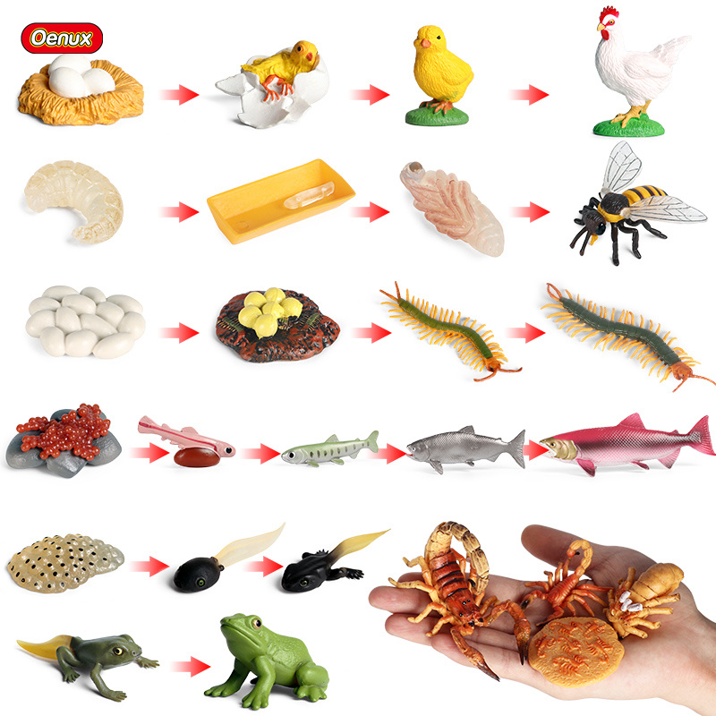 Baby Products Pictures - Oenux Life Growth Cycle Simulation Insect